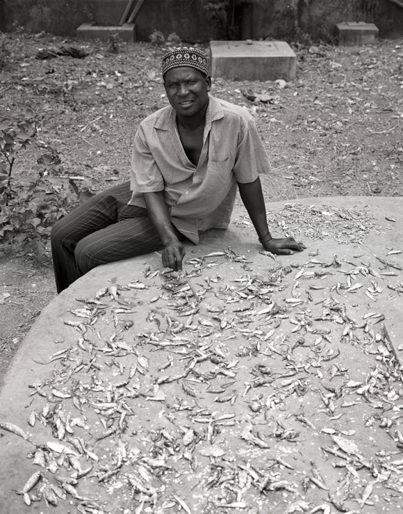 Drying Sardines in the Sun